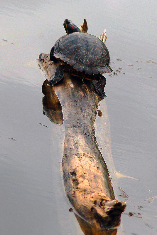 Tartaruga acquatica